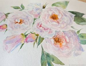 Нежный шиповник