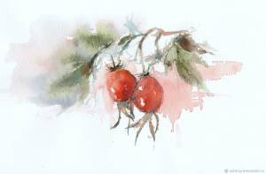 Шиповник акварелью