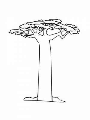 Картинка Баобаб раскраска в формате