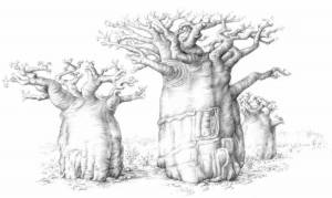 Раскраски Баобаб