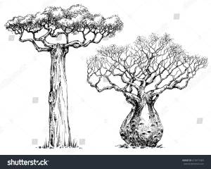African Iconic Tree Baobab Tree