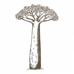 Иллюстрация дерева баобаба, нарисованная вручную в стиле эскиза