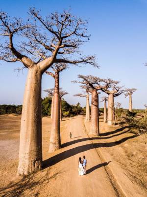Баобаб