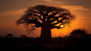 баобаб фон, 252 картинки Фото и HD рисунок для й загрузки