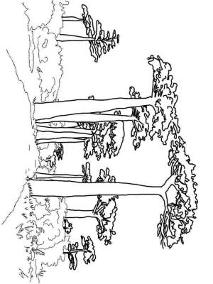 Раскраски Баобаб