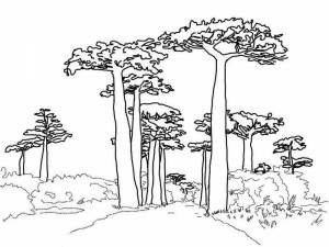 Раскраски Баобаб