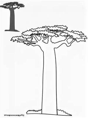 Раскраски Баобаб