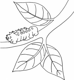 Раскраска Ветка