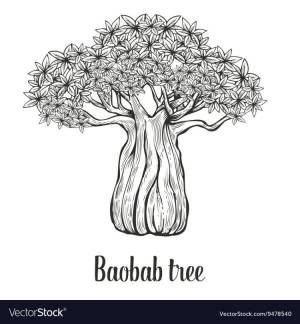 Баобаб рисунок карандашом