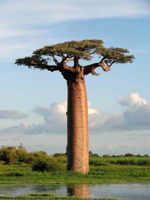 Фото Adansonia Baobab, картина с деревом, художественная пленка, Шелковый постер, домашний Настенный декор 24x36 дюймов