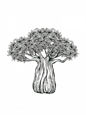 Раскраска Баобаб черно белая для детей