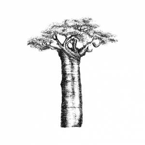 Дерево баобаба изолировано на белом фоне векторной иллюстрации