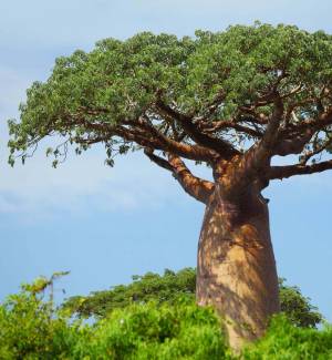 Кора баобаба