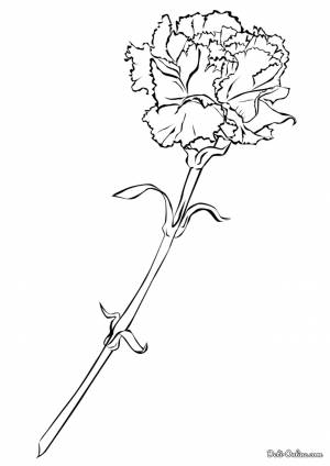 Раскраска Гвоздика