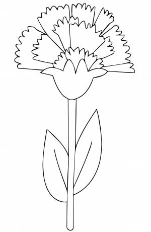 Одна гвоздика