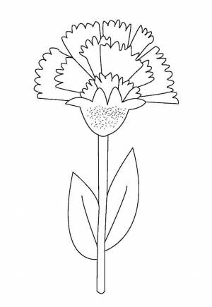Раскраска Гвоздика