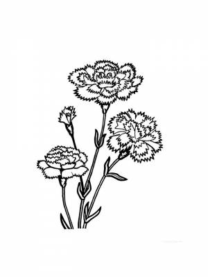 Раскраска цветок Гвоздика   в формате