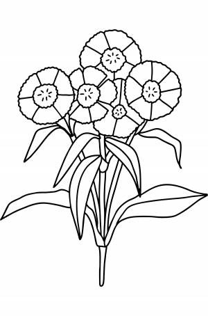 Раскраска Гвоздики ♥ Онлайн и !