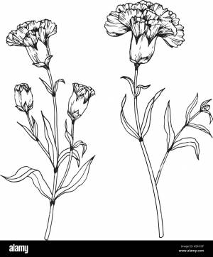 Гвоздика в природе