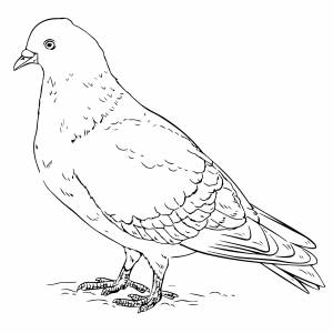 Настоящий голубь