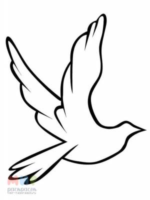 Раскраска Голубь