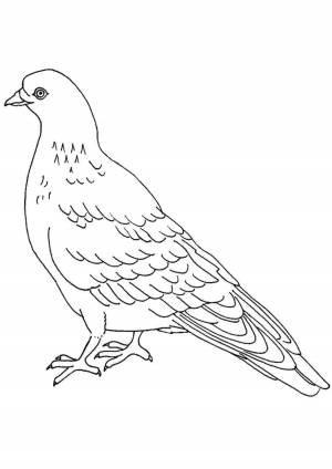 Раскраска голубь детей