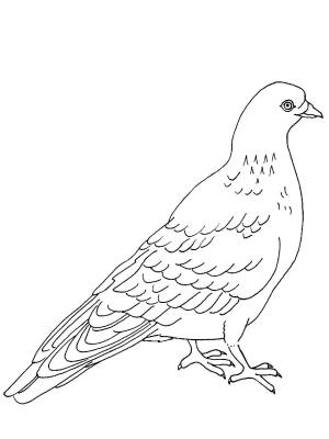 Раскраска Голубь