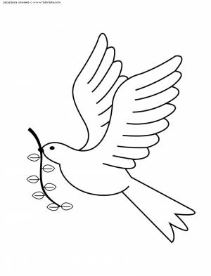 Раскраска Голубь