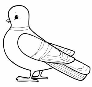 Маленький голубь