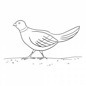Раскраска Голубь