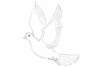 Раскраски Раскраска Голубь летит птицы детские