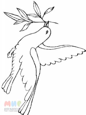 Раскраска Голубь