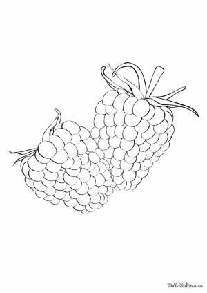 Раскраска Малина