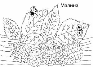 Раскраски Раскраска Малина