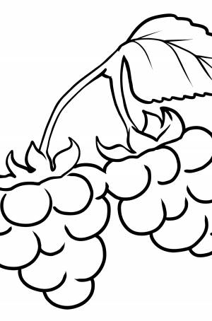 Раскраска Малина для детей