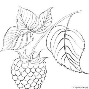 Раскраски Малина для детей