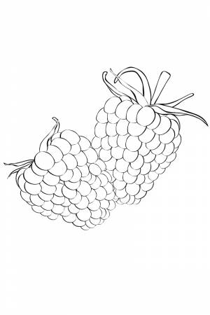 Раскраска Малина