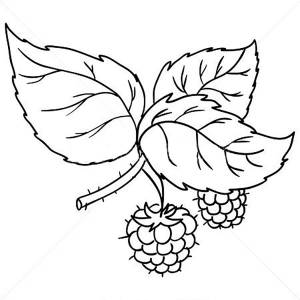 Раскраска малина
