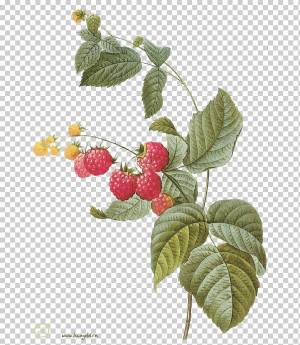 Ботаника Фруктовая малина Ботаническая иллюстрация Принтмейкинг, малина, ботаника, лист, ветка png