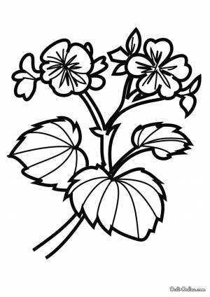 Раскраска Герань