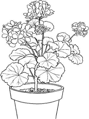 Расраски Герань