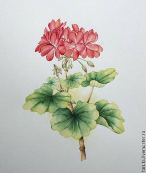Рисунок Герань акварель