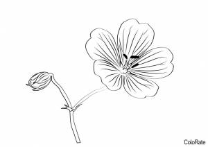 Раскраска Герань на веточке