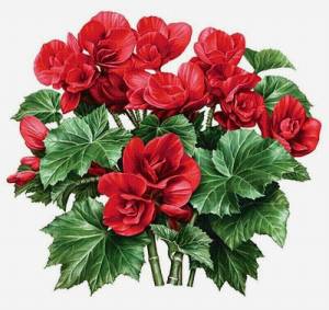 Герань раскраска