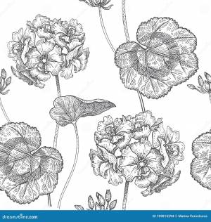 Герань раскраска