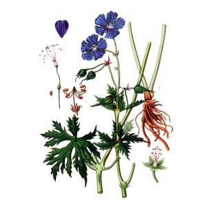 Герань луговая трава полезные свойства и применение СТАРОСЛАВ