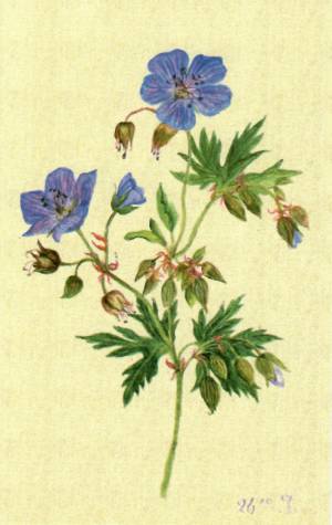 ботанические прогулки