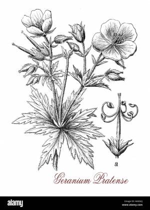 Герань рисунок карандашом