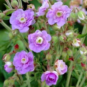 Герань луговая Саммер Скайс