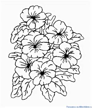 Герань раскраска